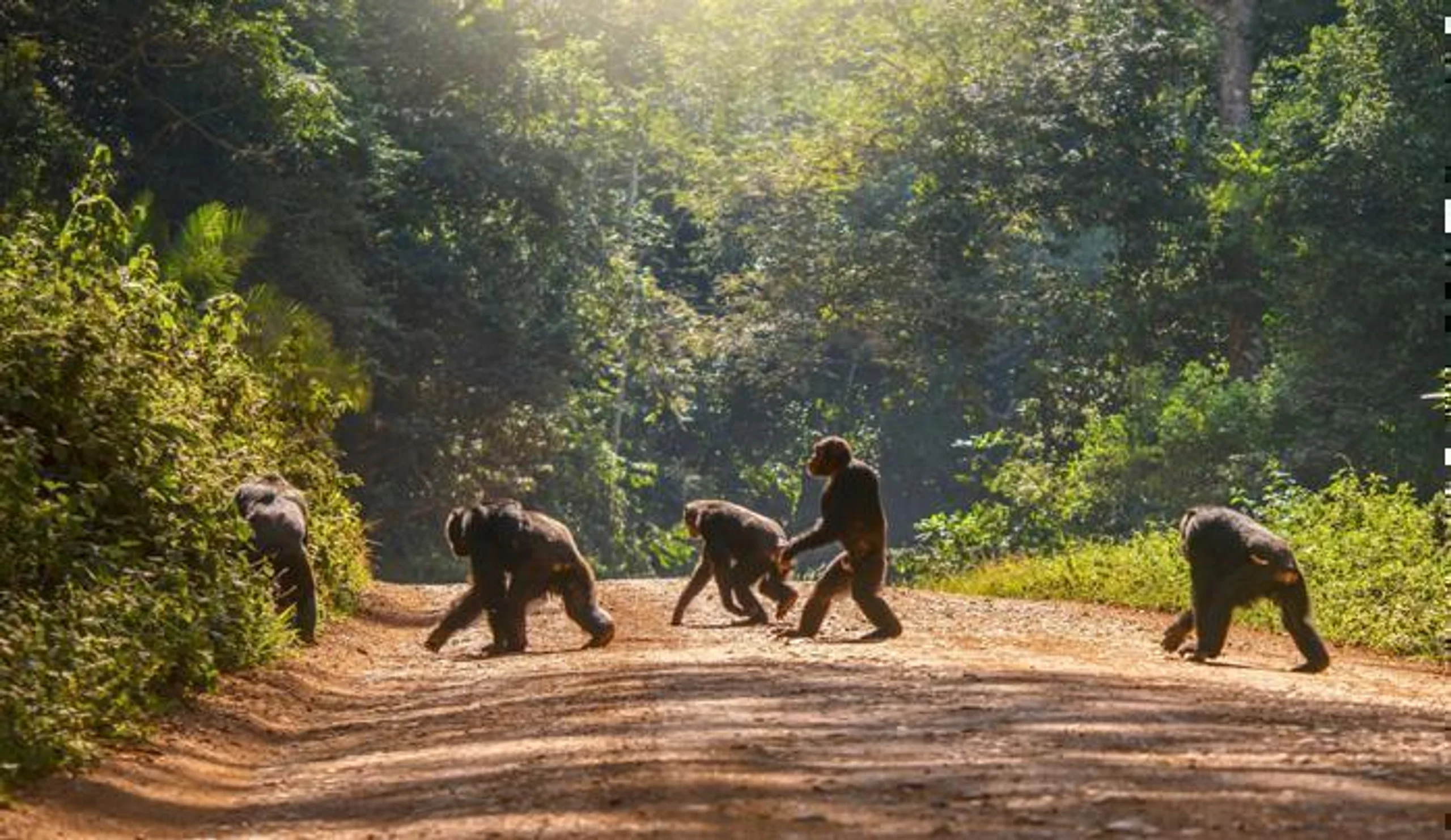 Gorillas and Chimpanzees Trekking Safari in Africa / Uganda, image_1