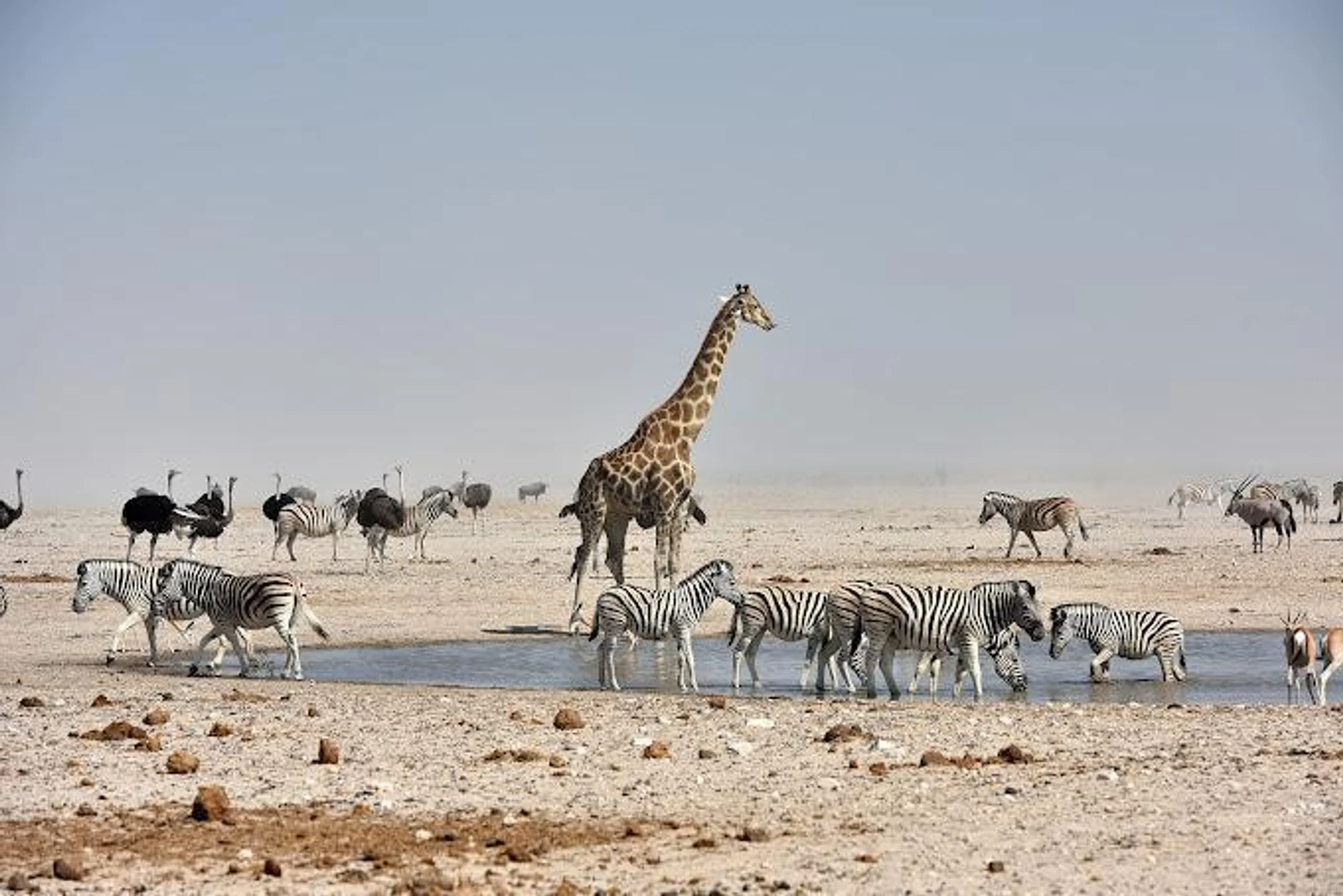Namibia's Northern Escape Package (4 Nights) in Africa / Namibia, image_1