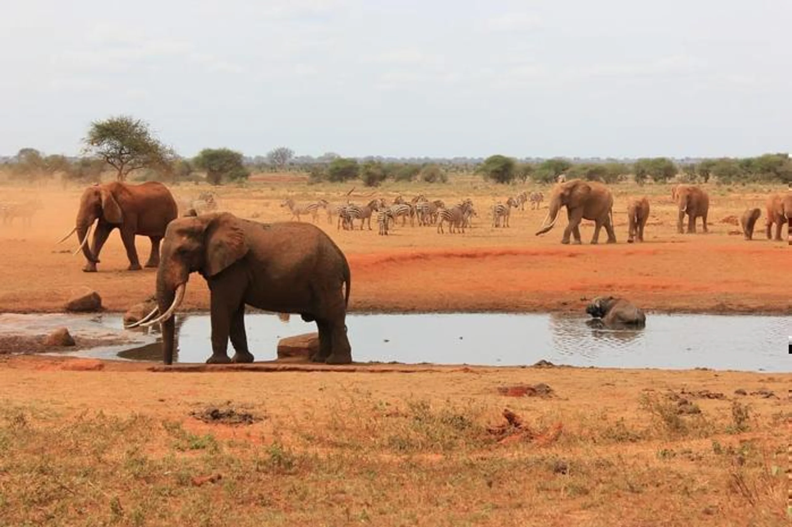 Mombasa Beach & Tsavo Bush in Africa / Kenya, image_1