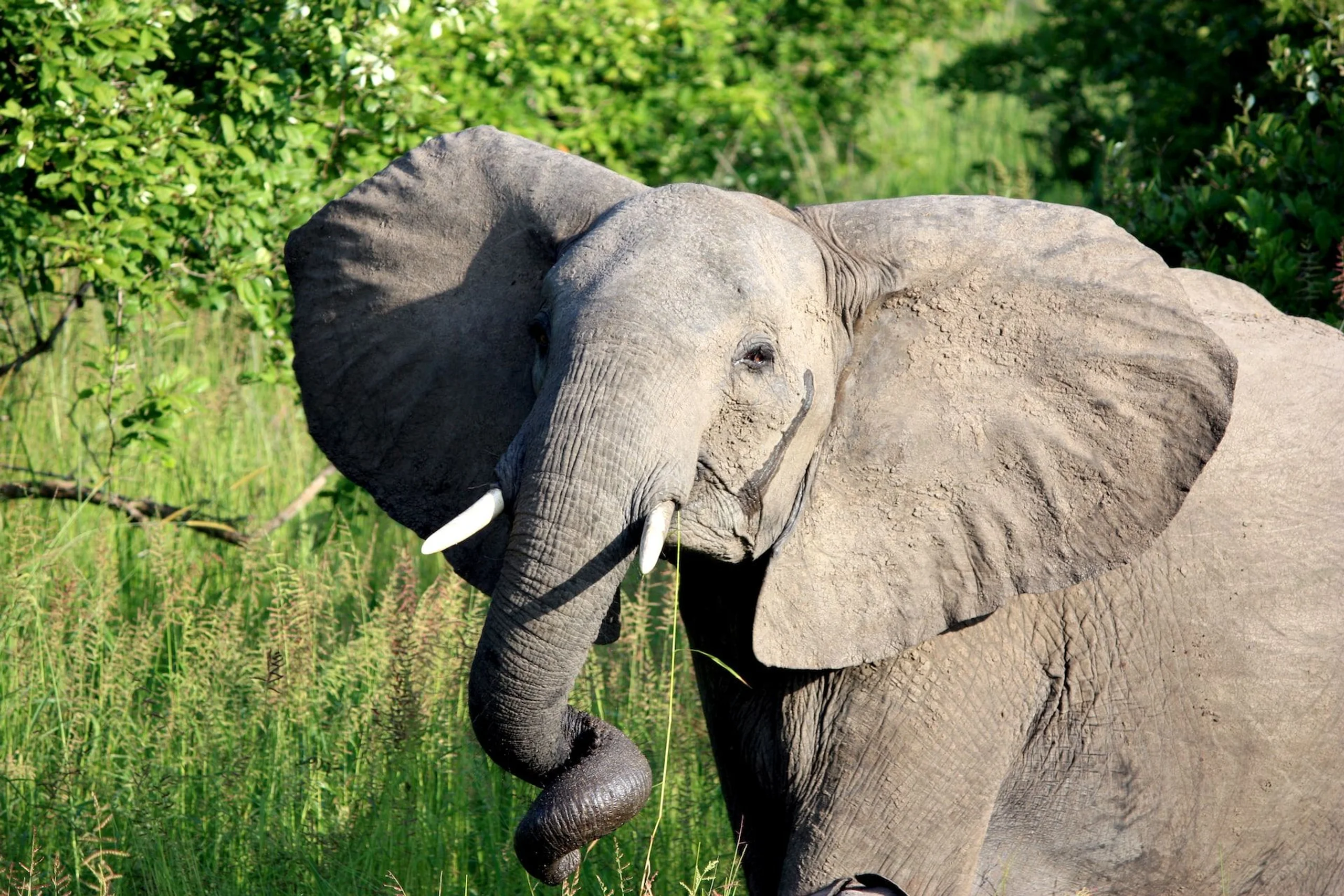 Elephant curling its trunk