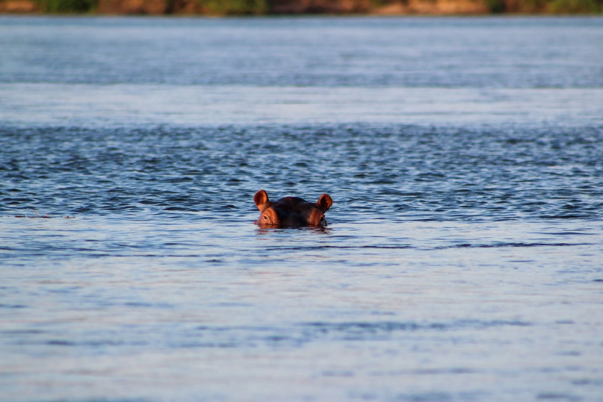 Hippopotamus peaking out of water in Zimbabwe 
