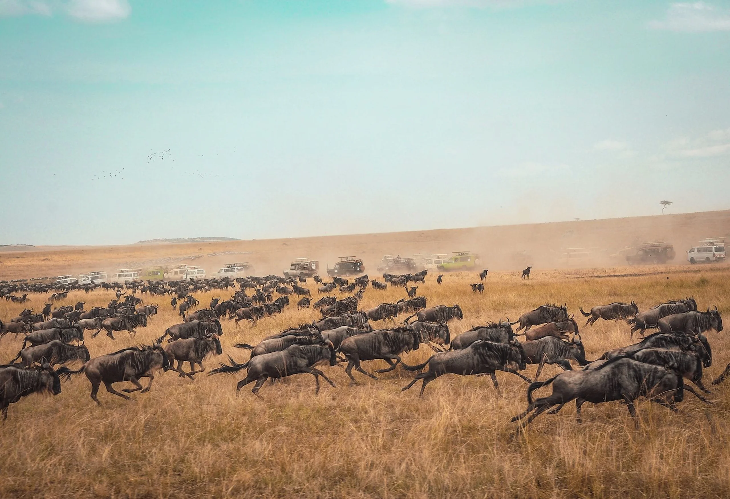 Buffalo migration running across African grass plain