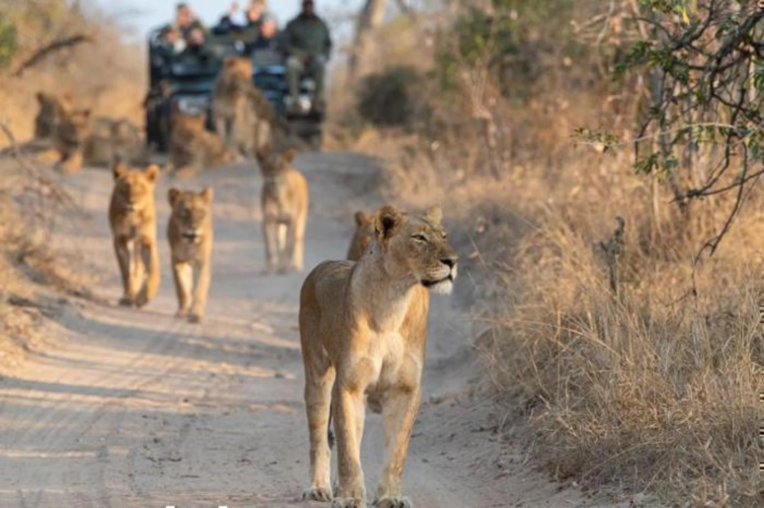 aha Skukuza Safari Lodge and Bahia Mar Boutique Hotel in South Africa / Kruger National Park, image_1
