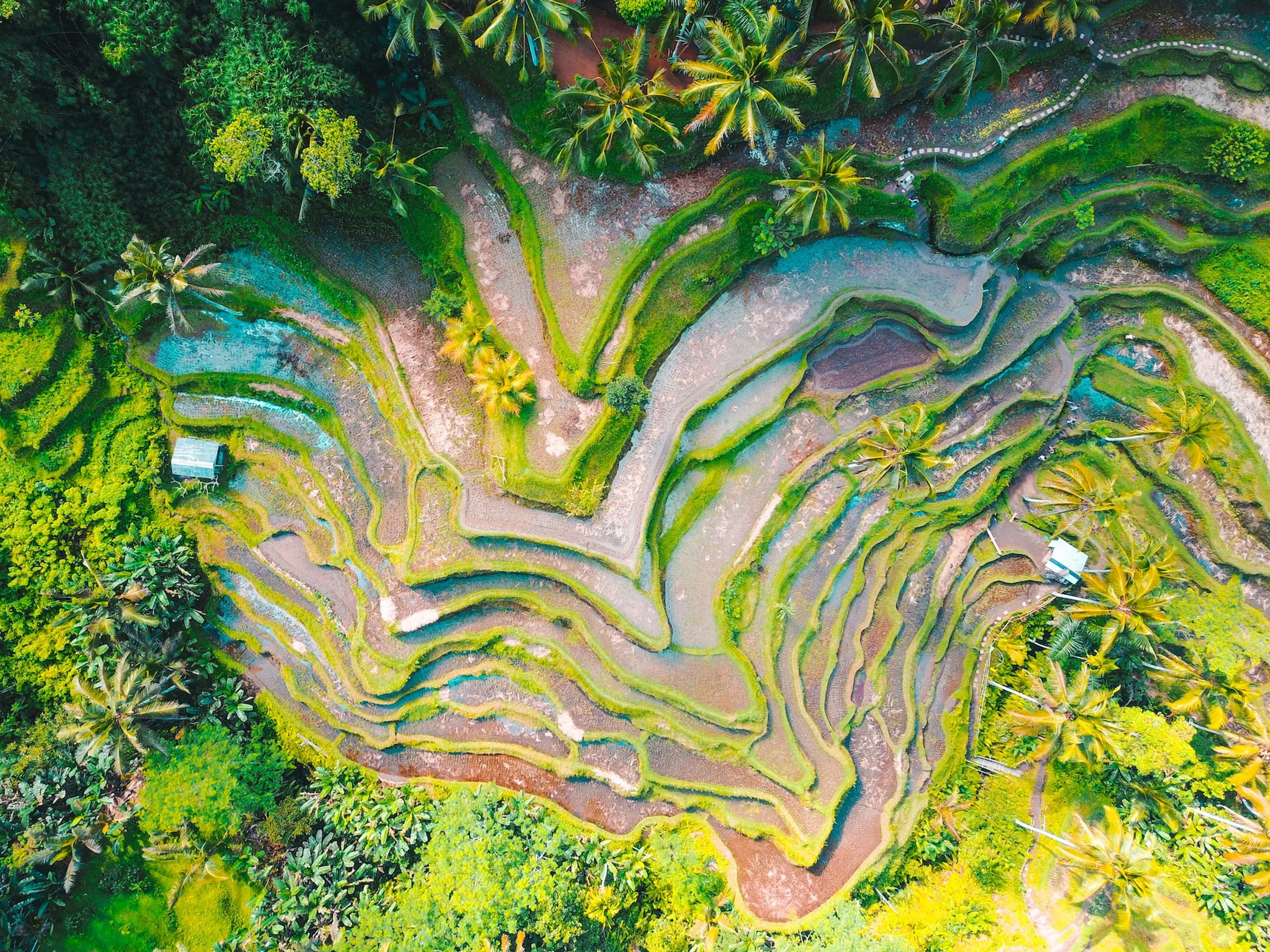 Aerial view of green terraced rice pastures