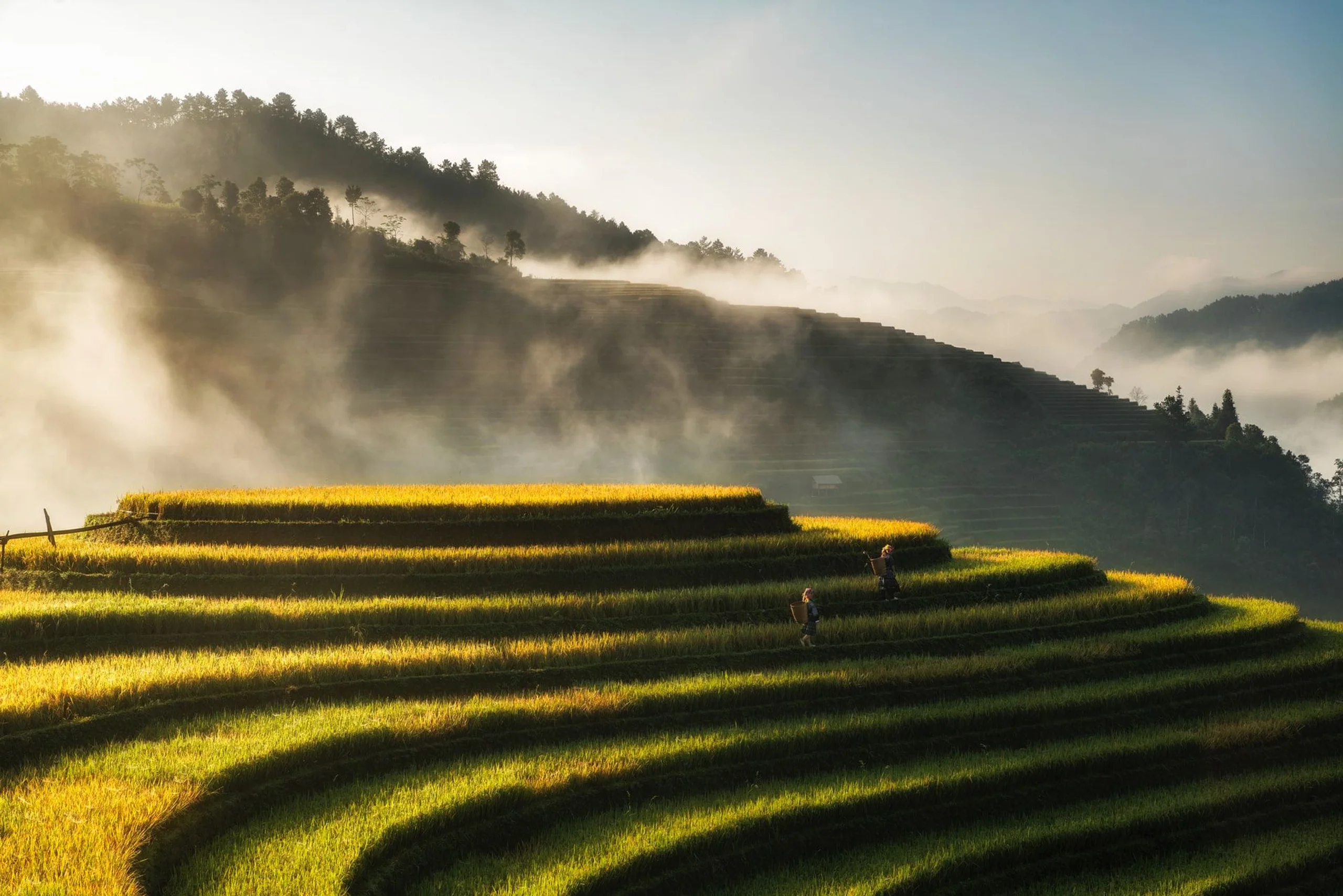 Green misty terraced field in Vietnam