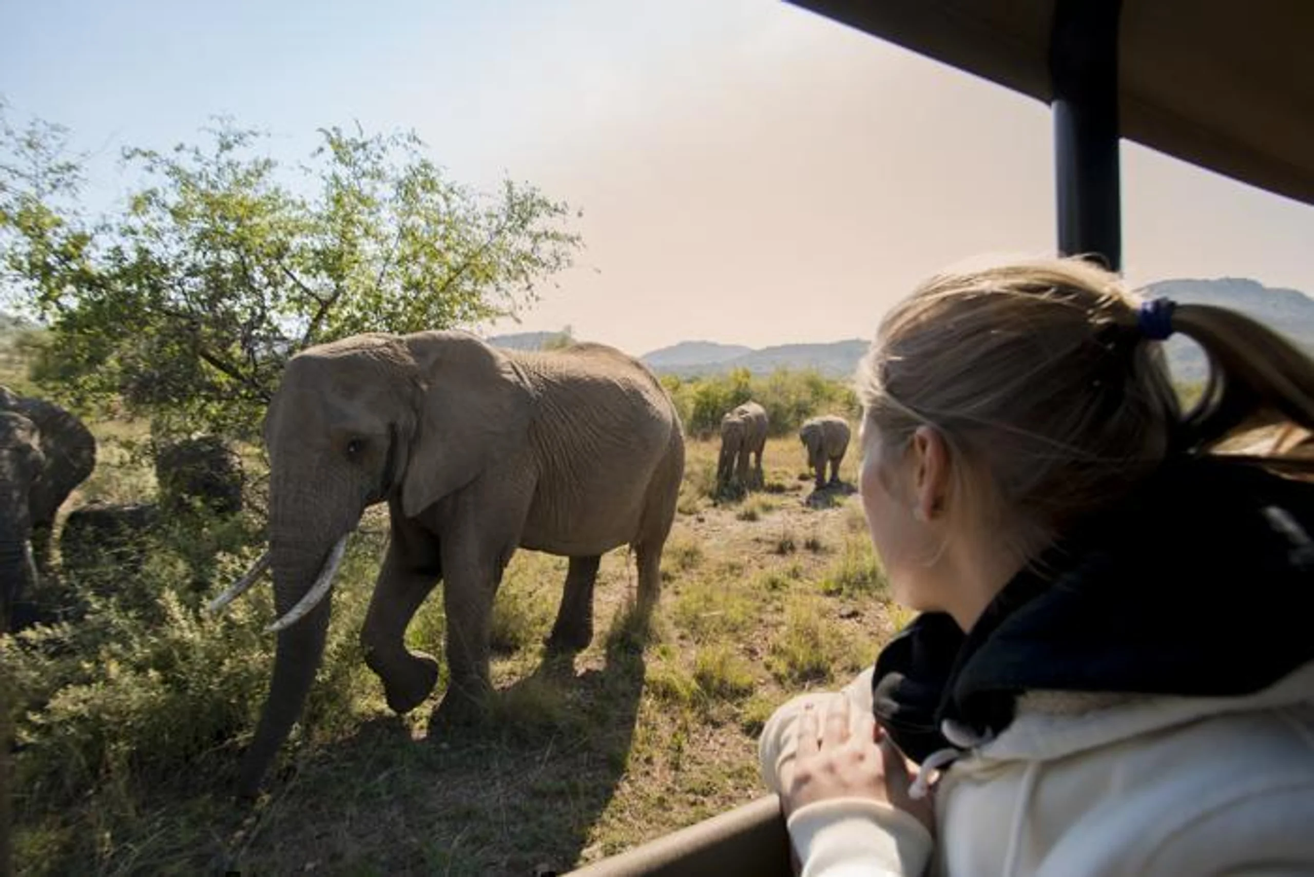  Bakubung Bush Lodge in South Africa / North West, image_2