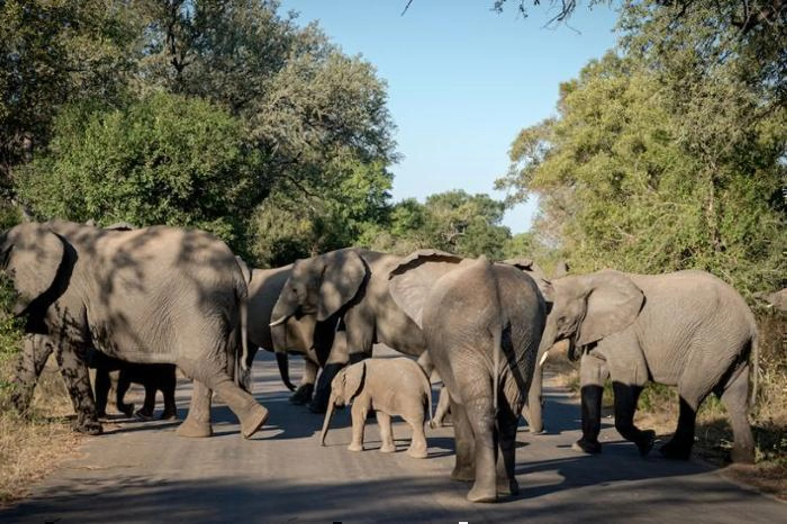 aha Skukuza Safari Lodge in South Africa / Kruger National Park, image_2