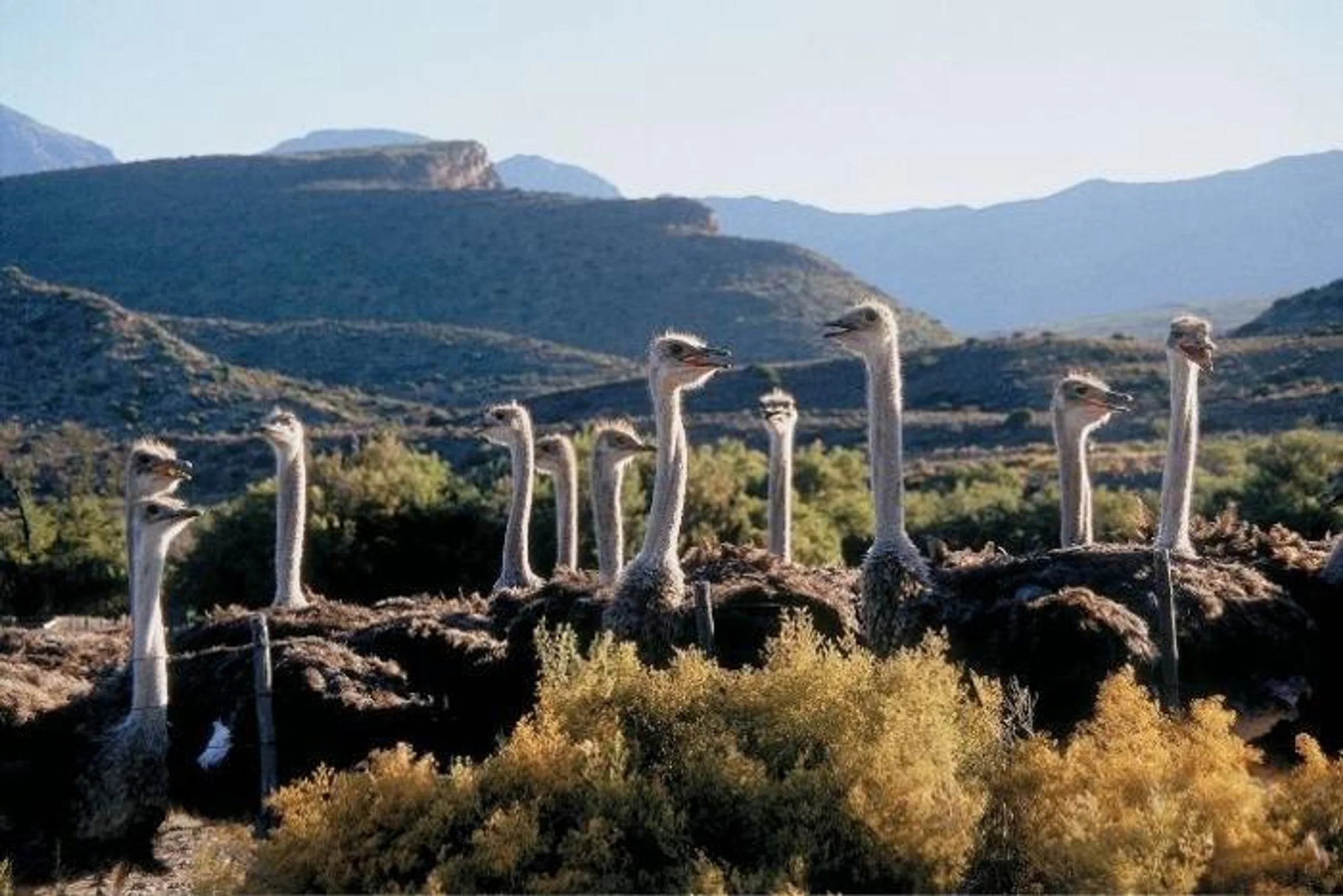 Garden Route, Safari & Winelands in South Africa / Western Cape, image_1