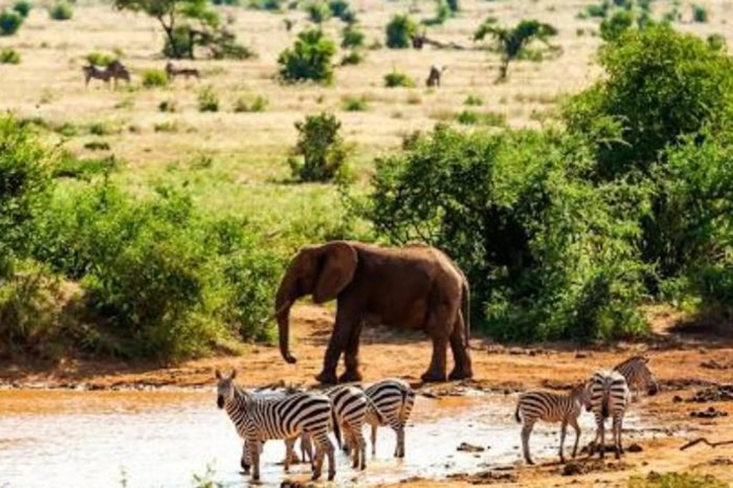 4 Days Parks & Peaks in Africa / Kenya, image_3