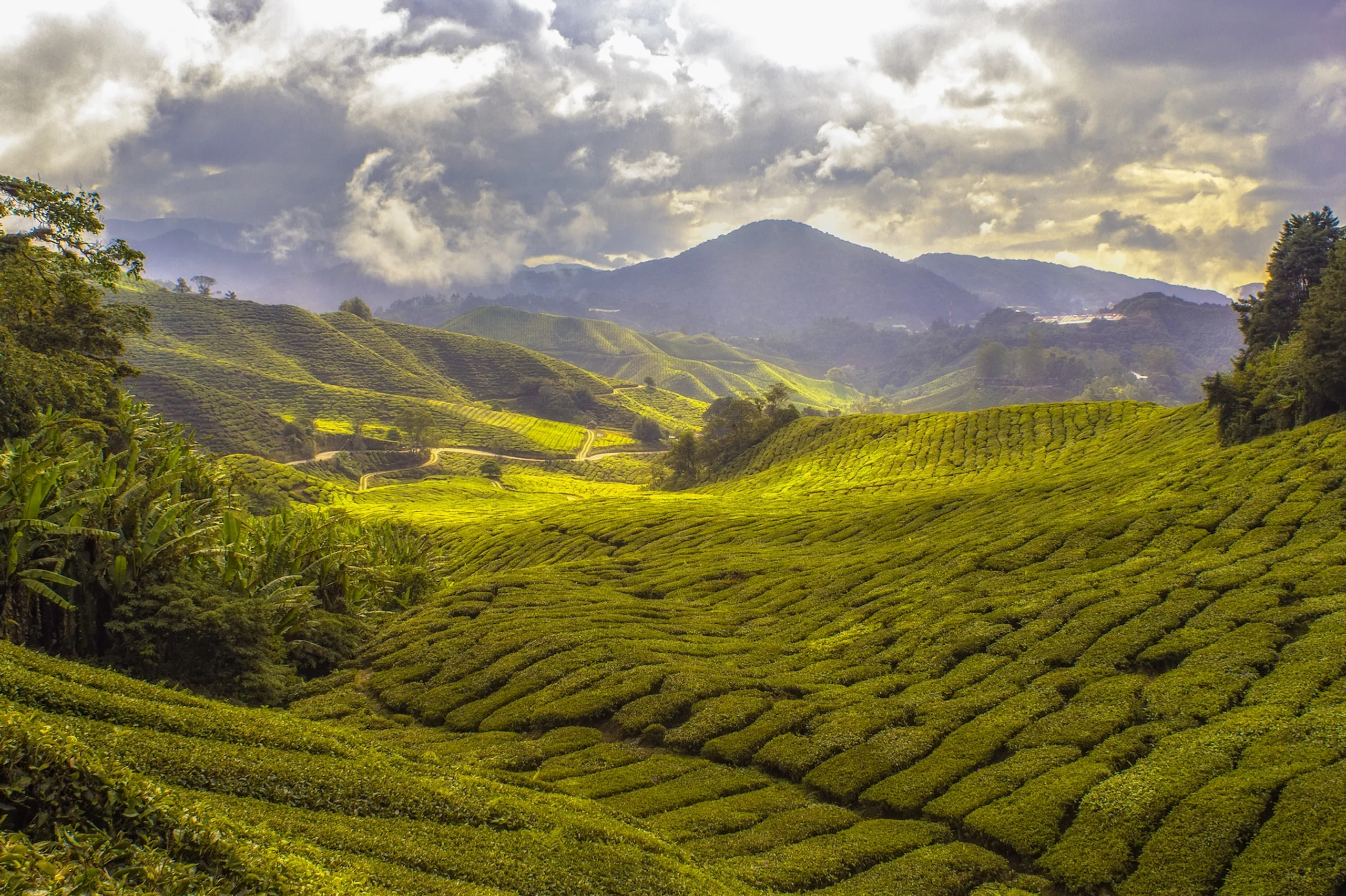 Green landscape of fields and mountain in the distance