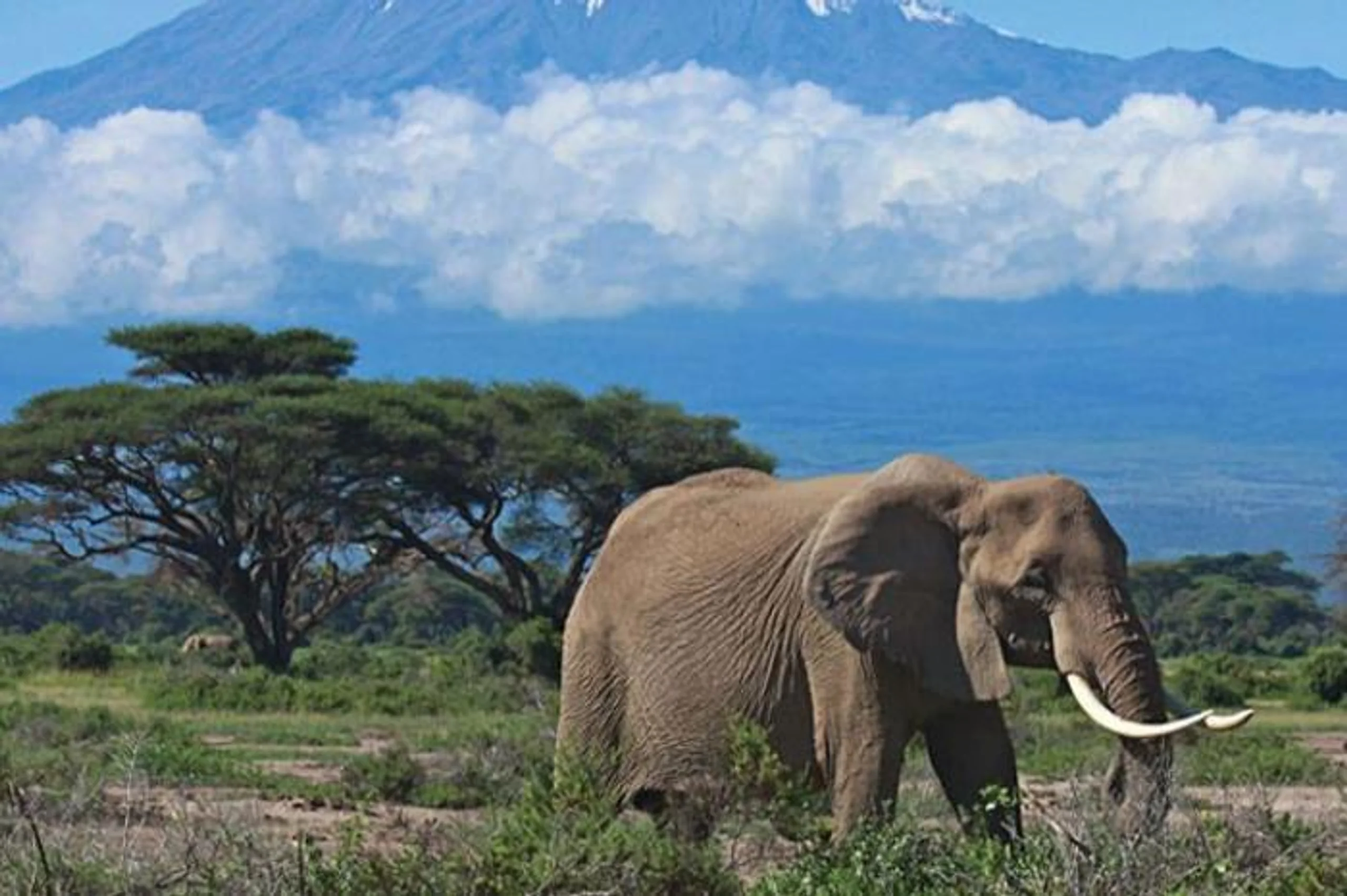 4 Days Parks & Peaks in Africa / Kenya, image_2