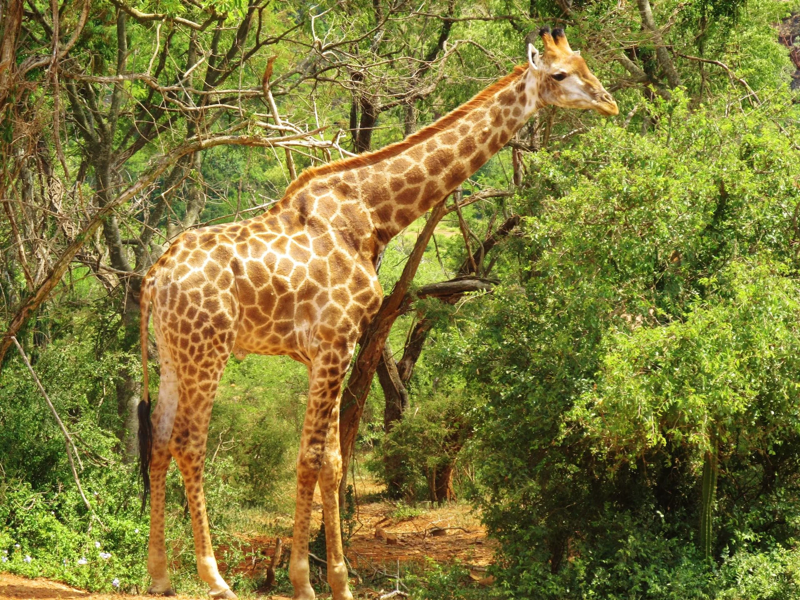 Giraffe eating from tree