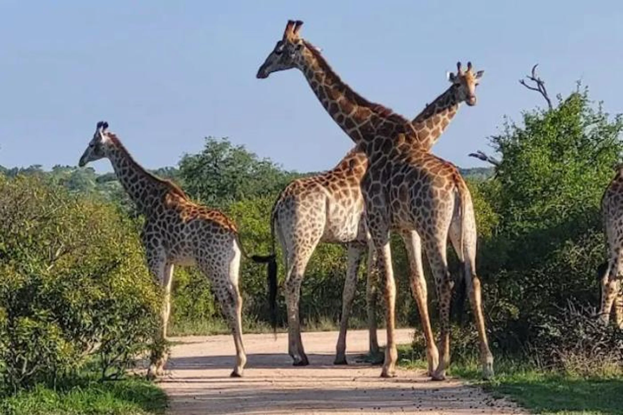 Kruger Shalati & Untamed Tshokwane in South Africa / Kruger National Park, image_1