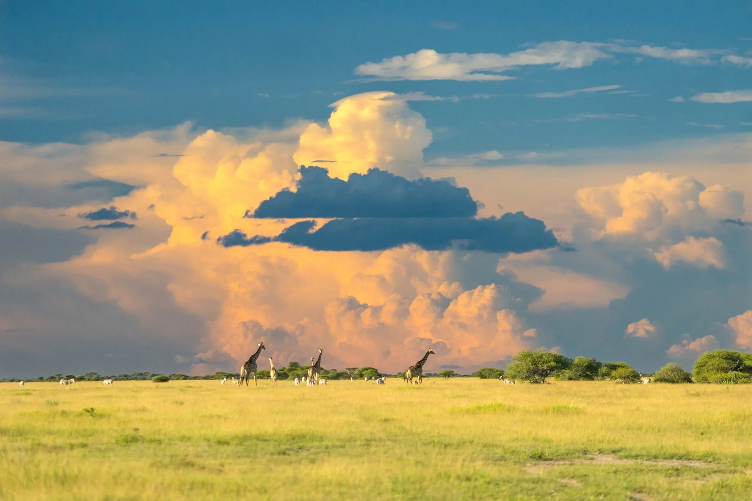 Giraffes and orange yellow and blue storm clouds on an African plain 