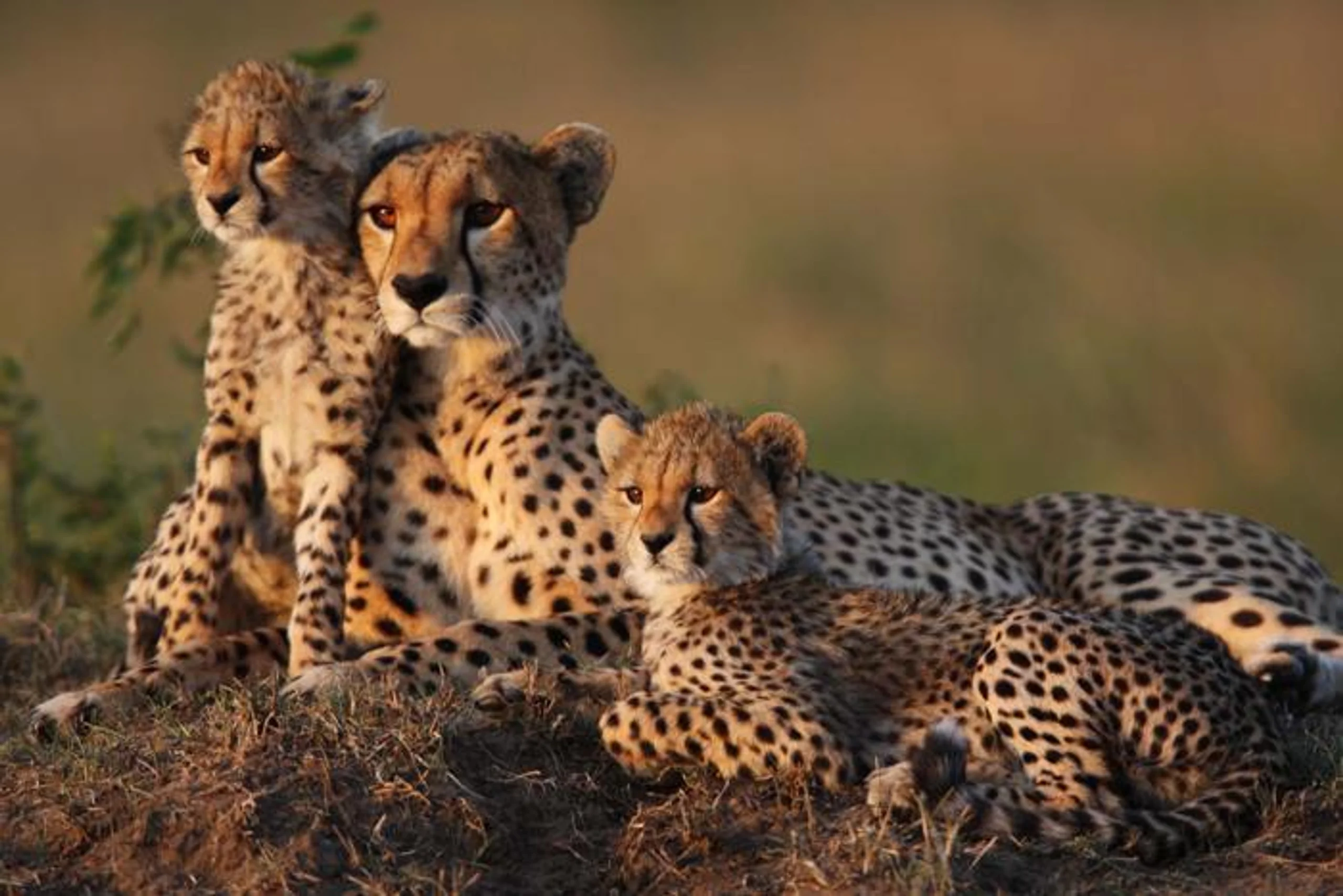 8 Days Cheetah Safari in Africa / Kenya, image_2