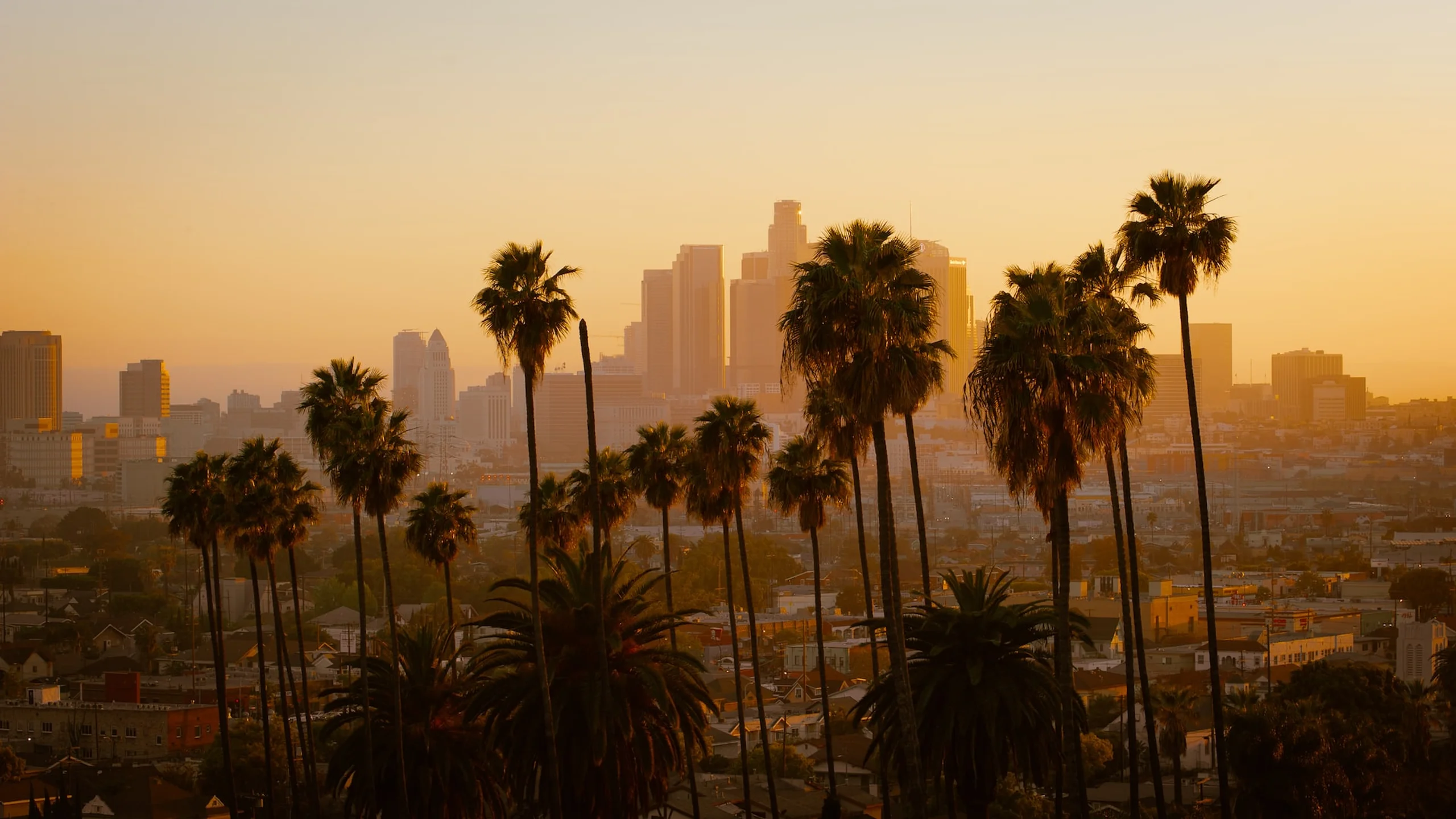 Tall palm trees at sunset with skyscrapers and city buildings in the distance