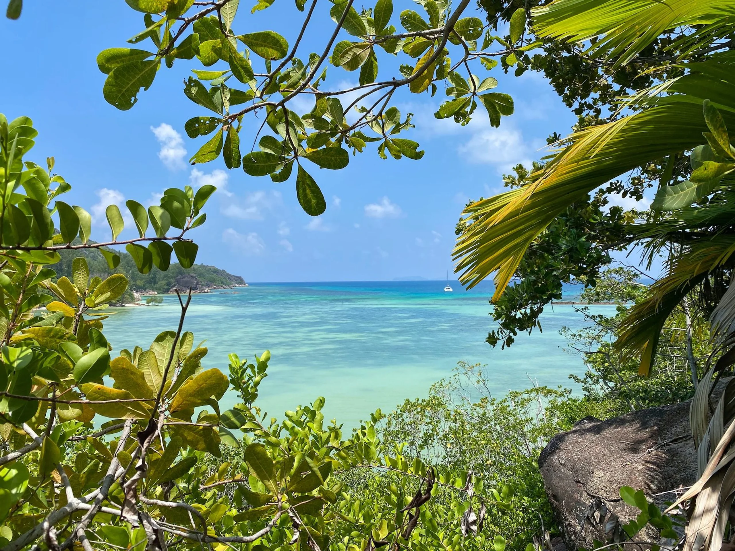 Blue ocean seen through green vegetation