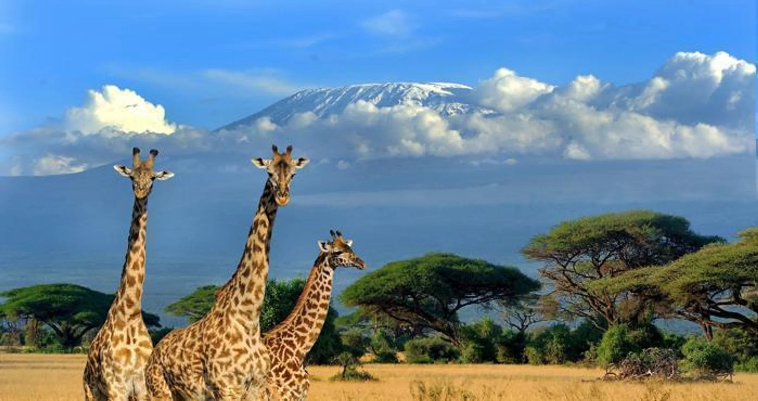 6 Days Kili Safari in Africa / Kenya, image_2