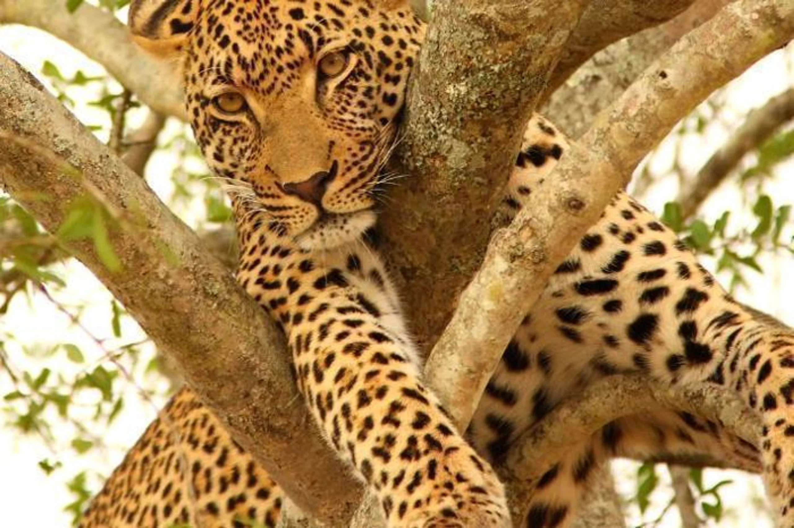 aha Skukuza Safari Lodge and Bahia Mar Boutique Hotel in South Africa / Kruger National Park, image_3