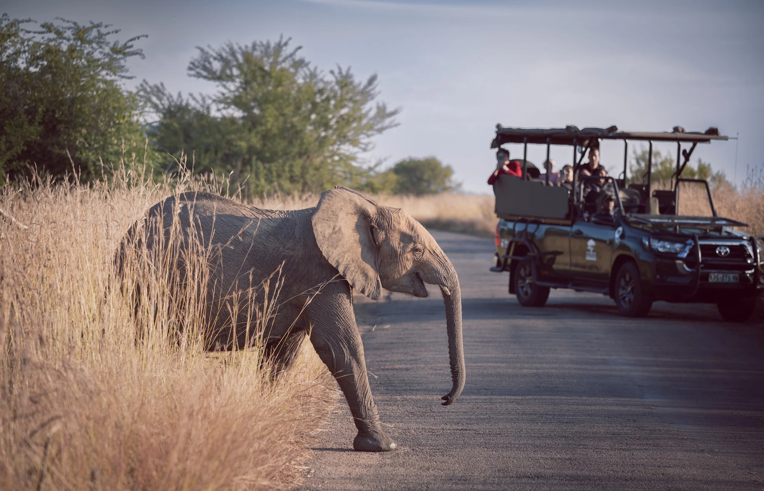 Elephant crossing the road with a safari vehicle in the distance