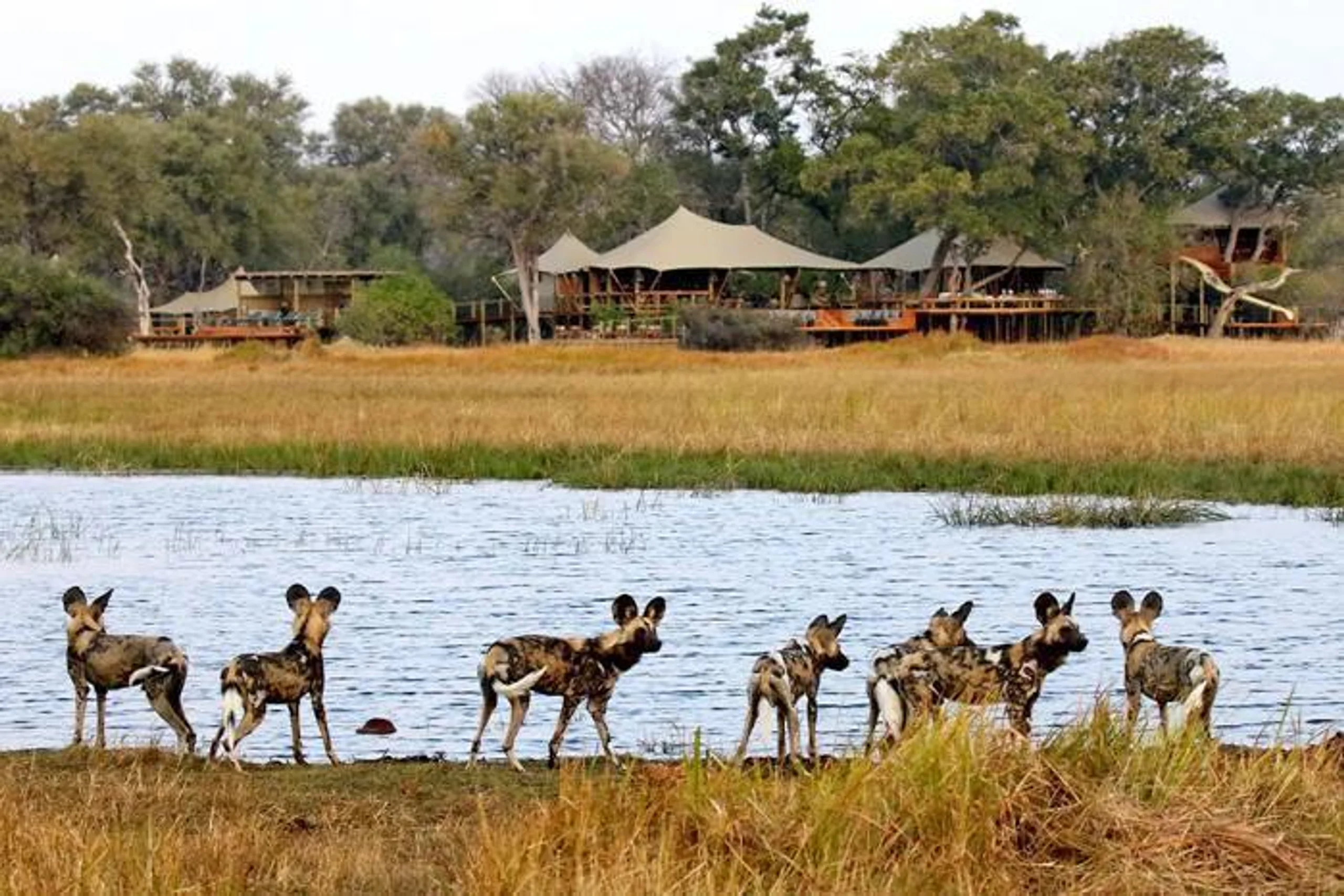 Tuludi in Africa / Botswana, image_1