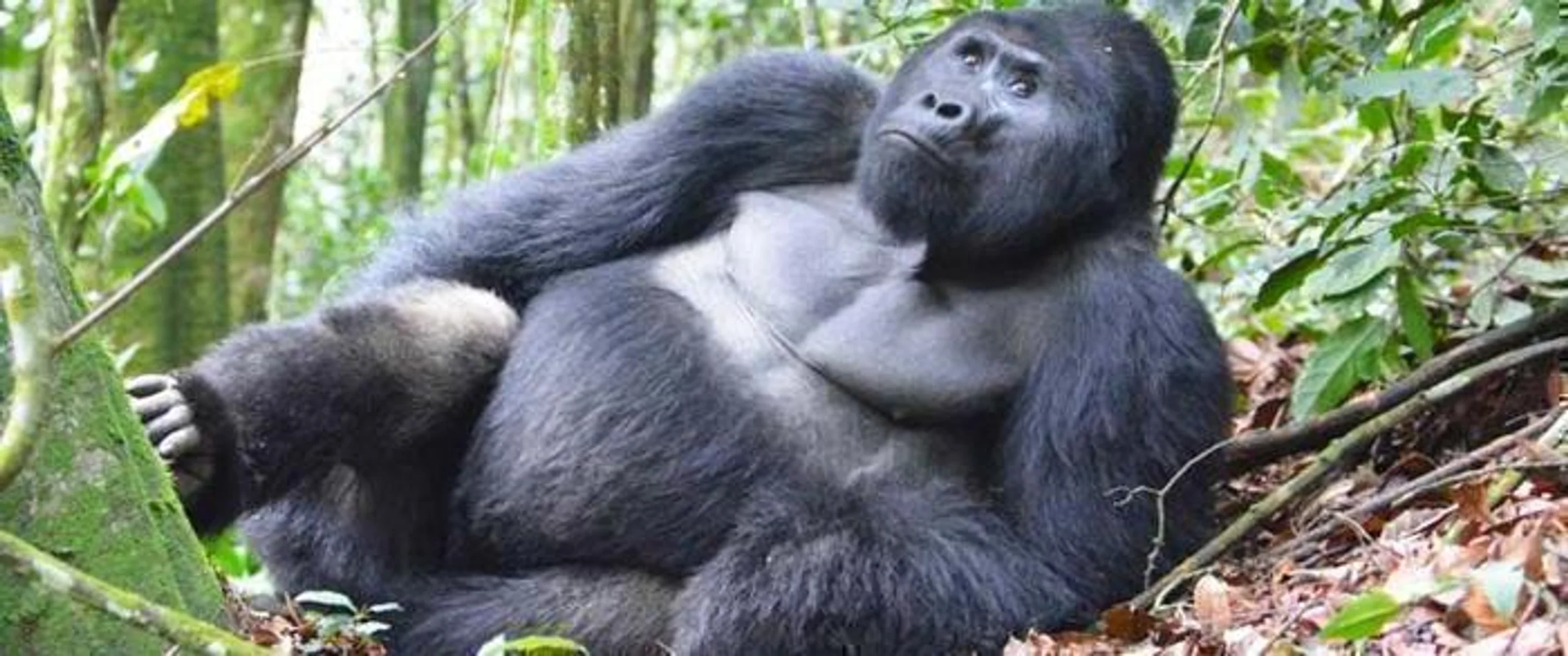 Gorillas and Chimpanzees Trekking Safari in Africa / Uganda, image_2