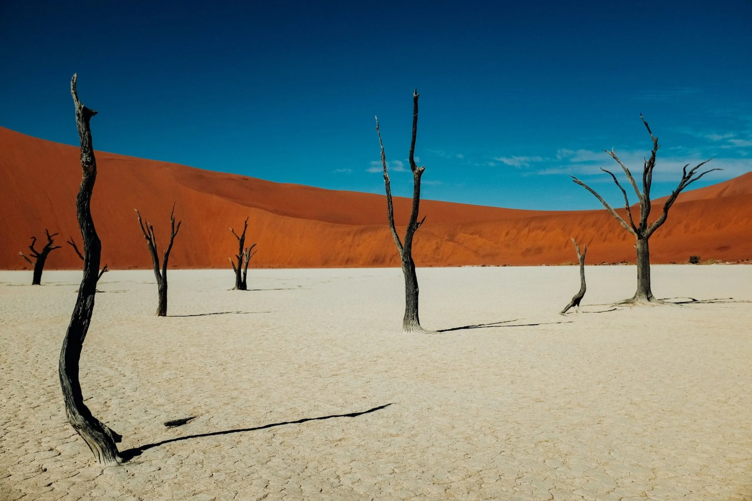 Bare trees on dry Namib desert plain with orange sand dune