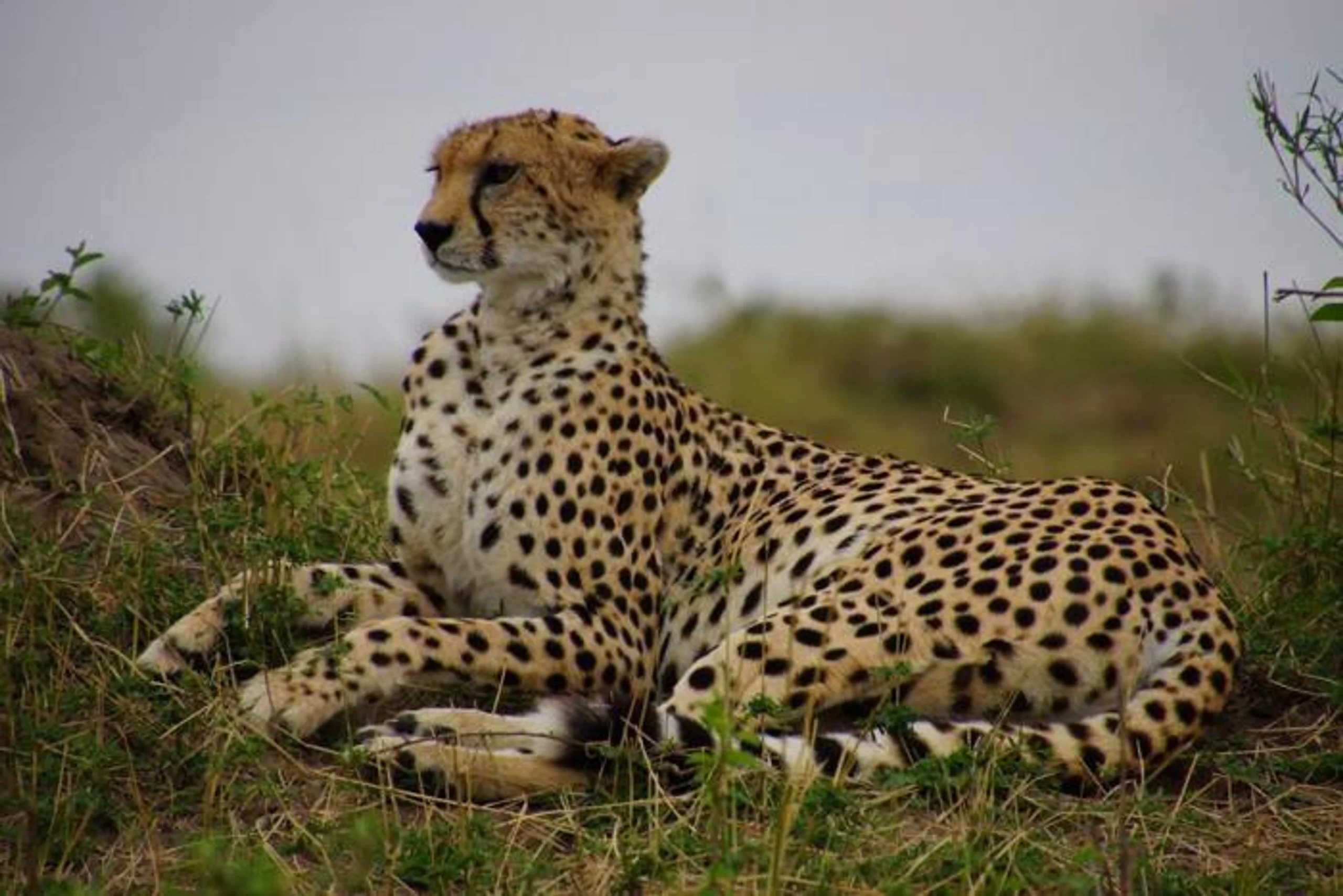 8 Days Cheetah Safari in Africa / Kenya, image_3