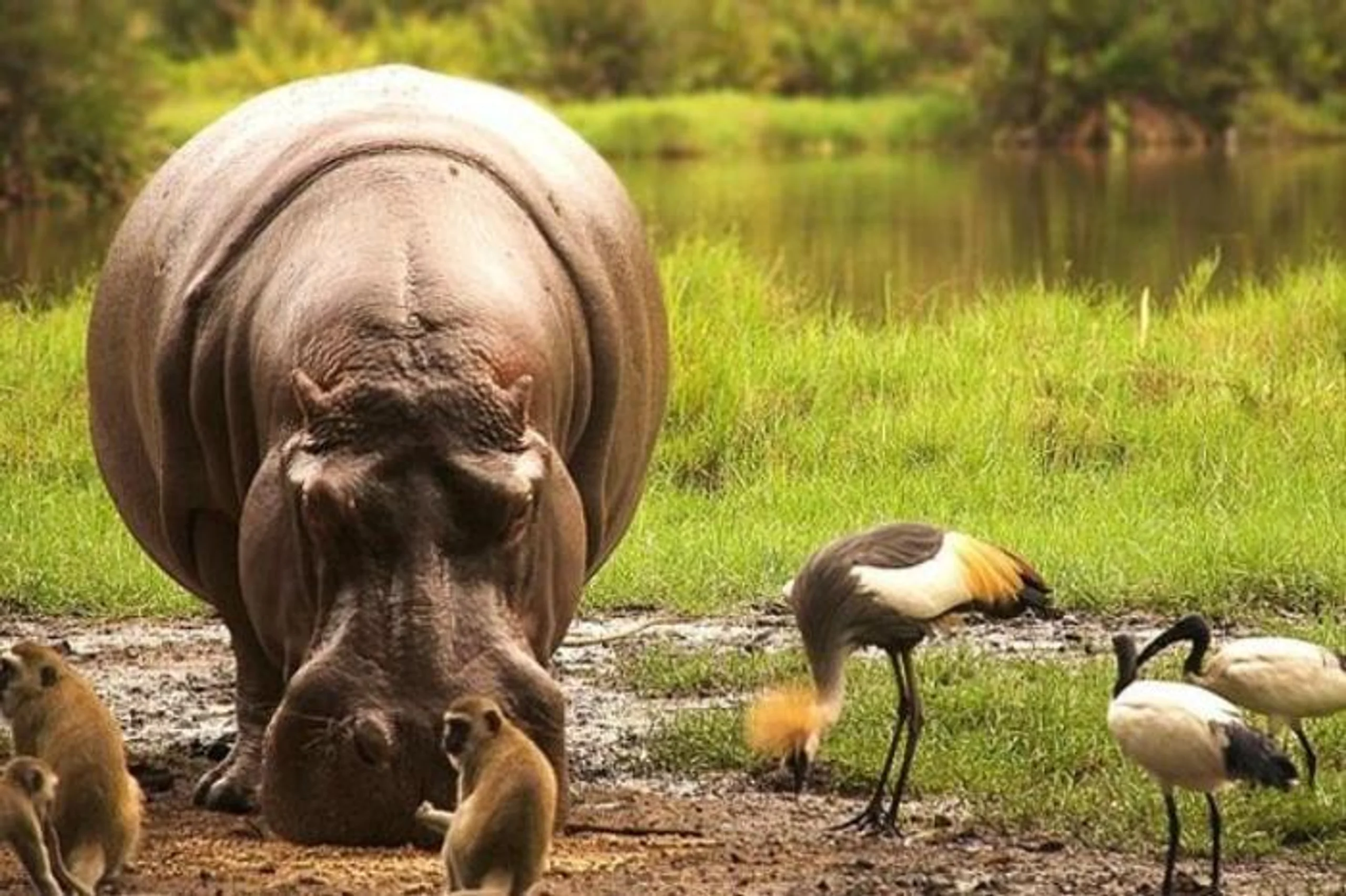4 Days Parks & Peaks in Africa / Kenya, image_1