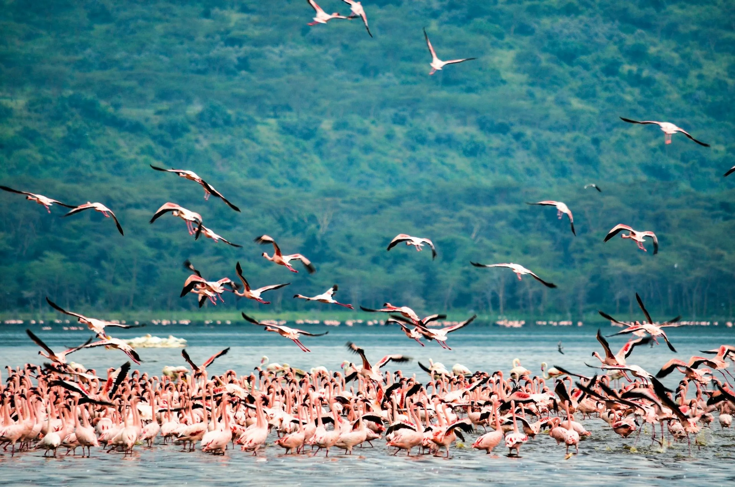 Flamboyance of flamingos in a water hole in Kenya