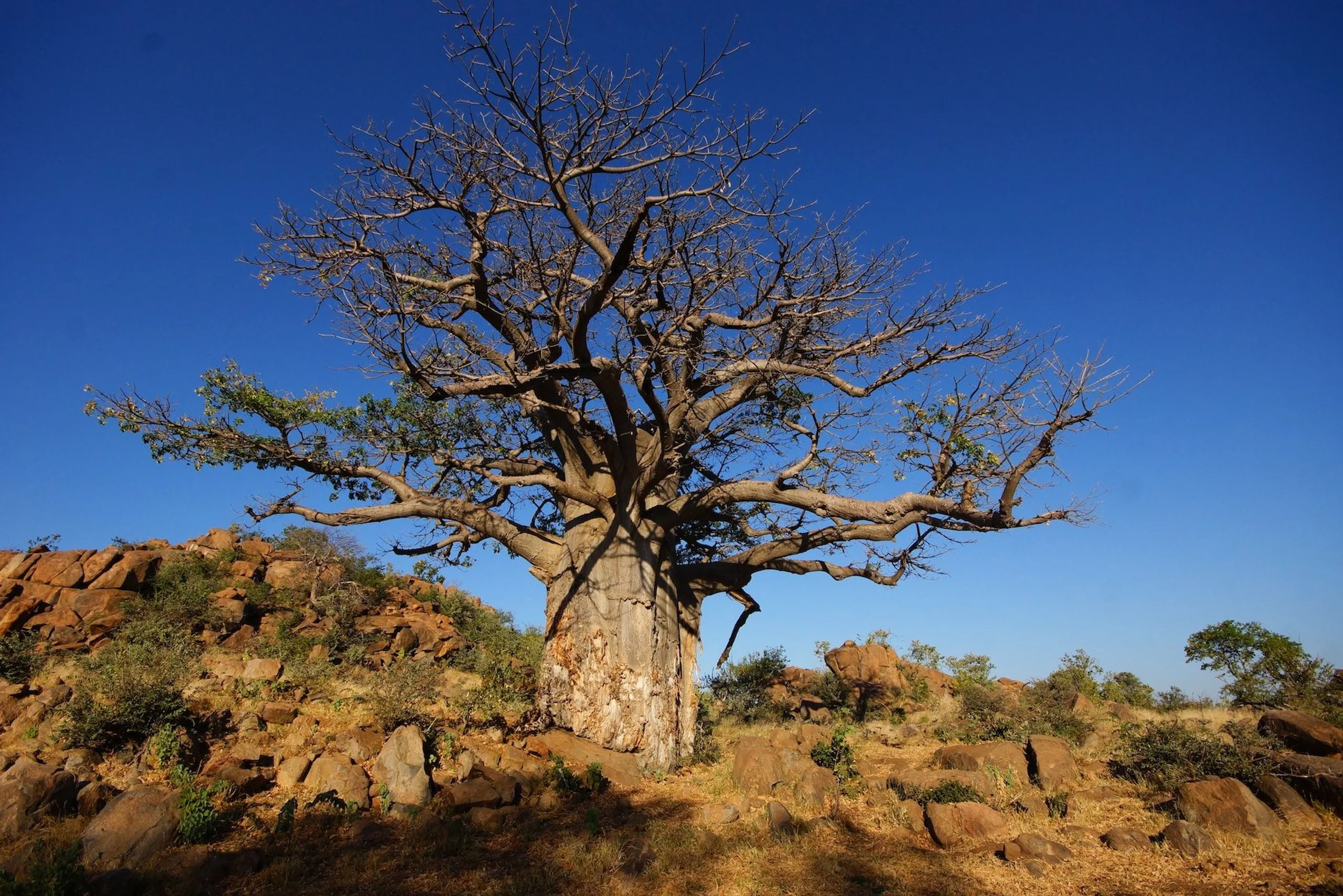 Baobab tree in Botswana