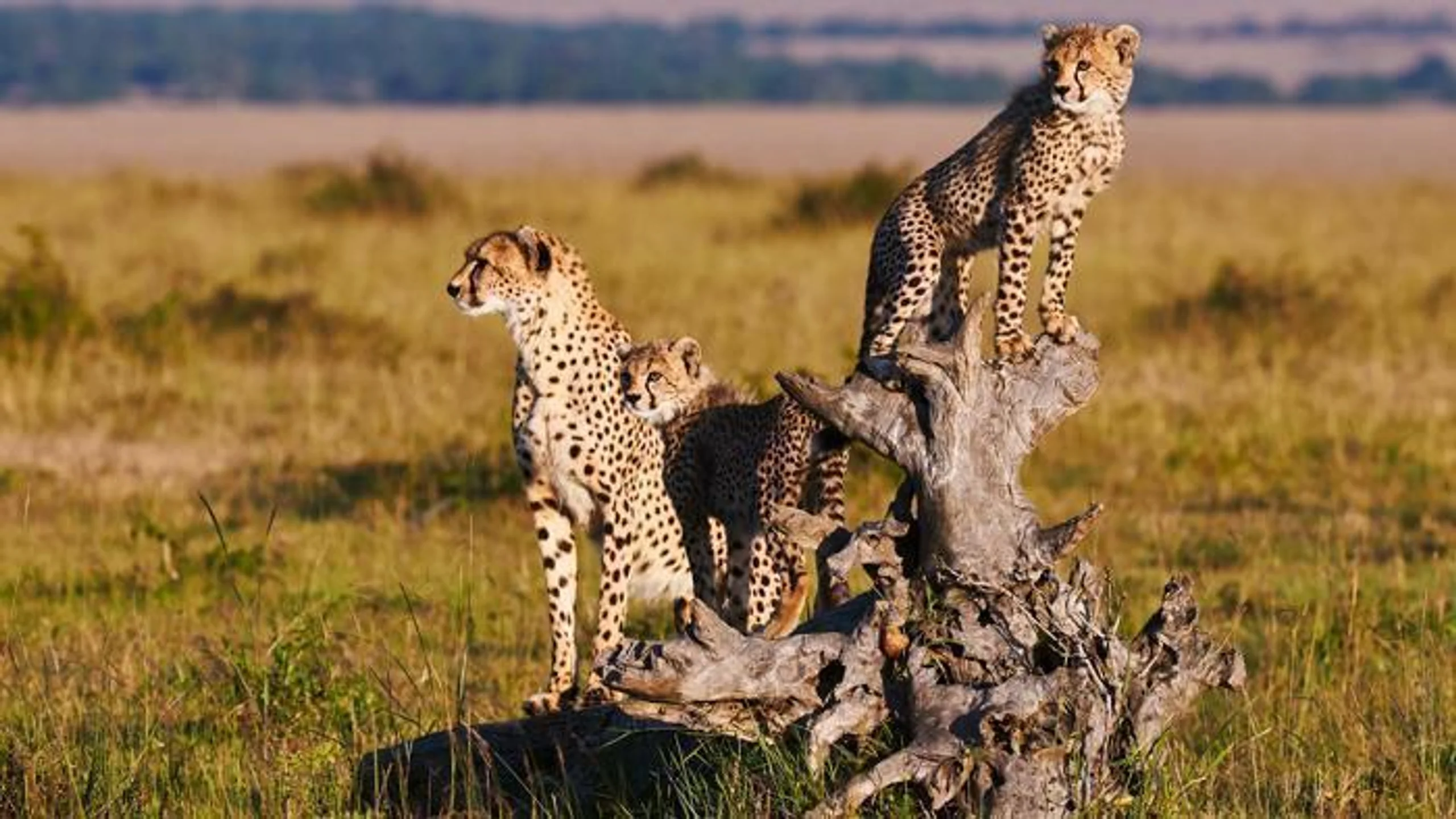 8 Days Cheetah Safari in Africa / Kenya, image_1