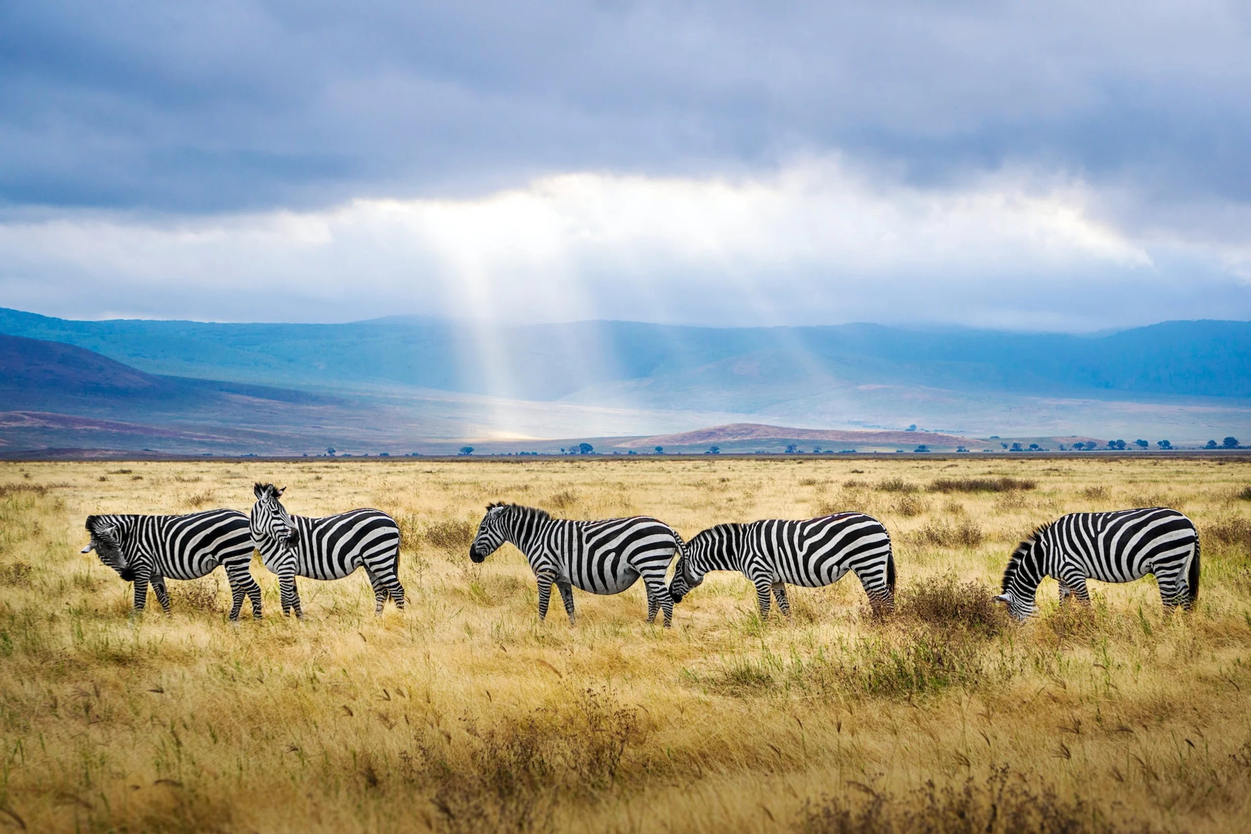 Grassy landsape with a dazzle of zebras and the sun coming through the clouds