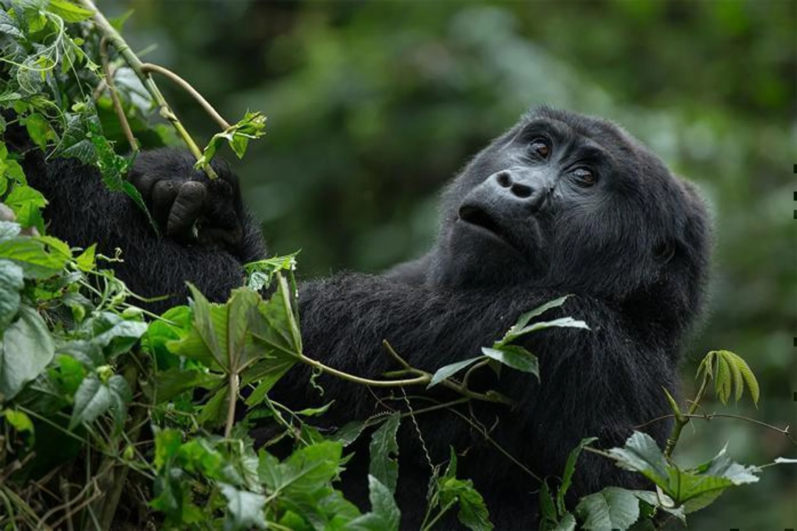 Gorillas and Chimpanzees Trekking Safari in Africa / Uganda, image_3
