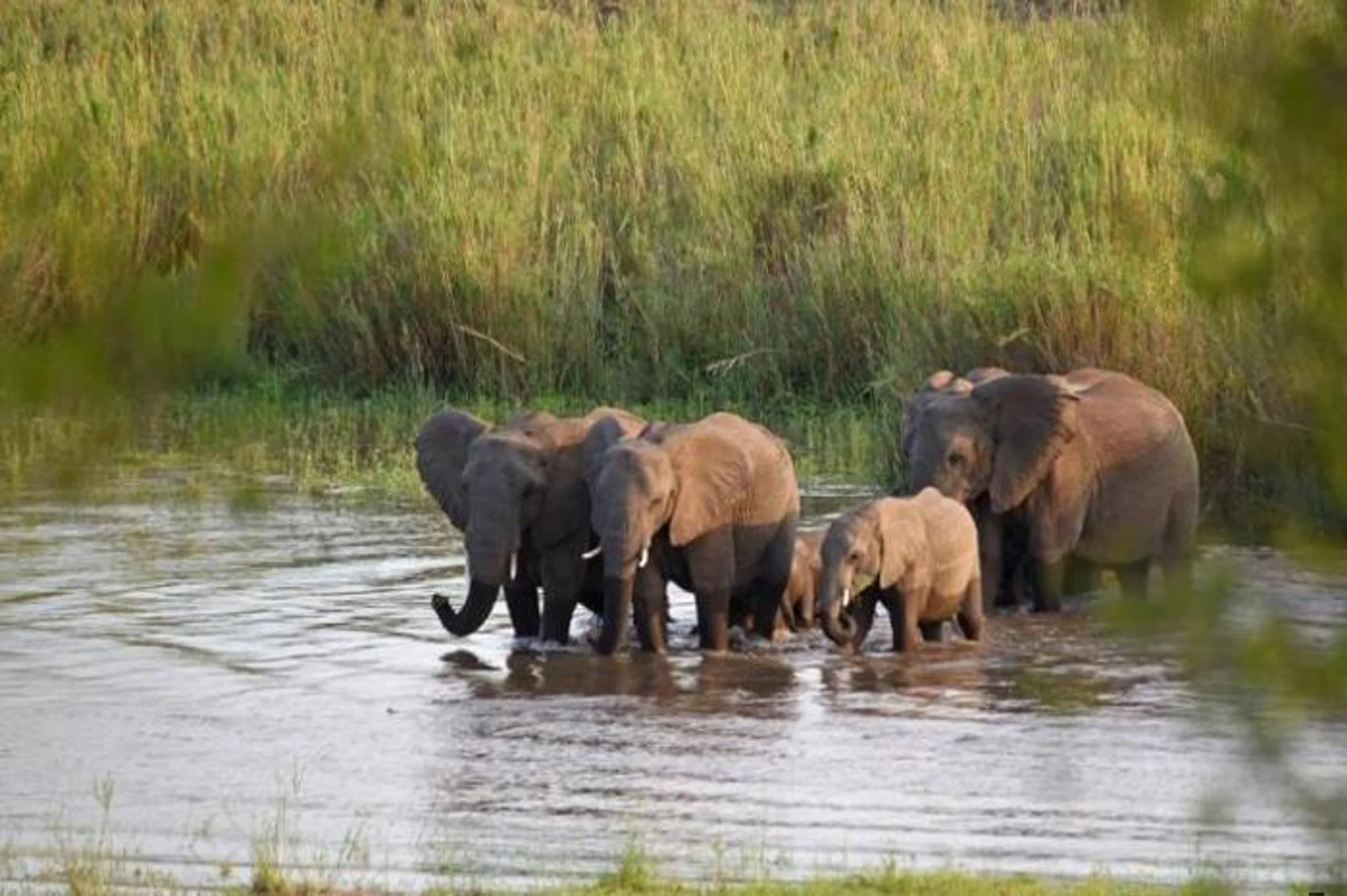  Mziki Safari Lodge in South Africa / North West, image_2